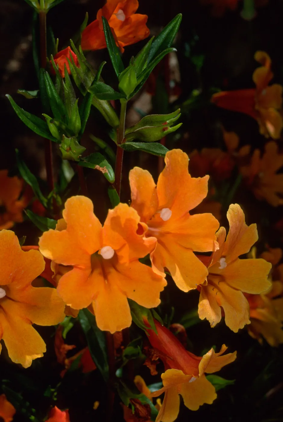 Mimulus 'Pumpkin', SBBG
