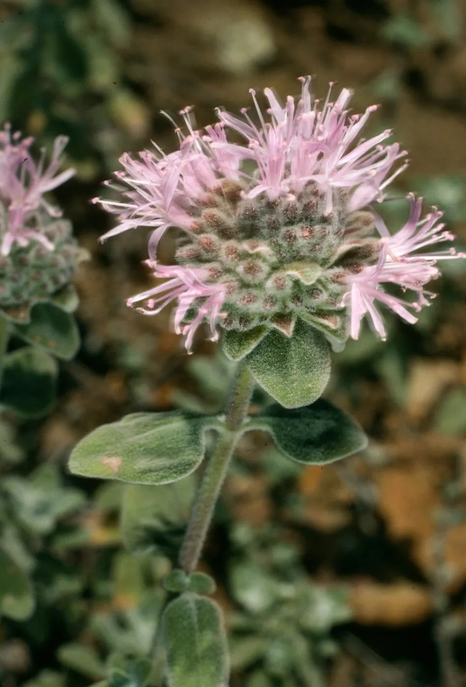 Monardella villosa obispoensis, W. Cuesta Ridge, s. Cruz Isl.