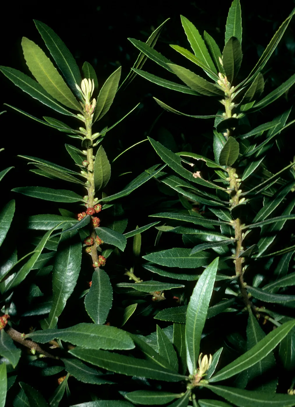 Myrica californica, Jualachichi Summit nr. Jalama Beach Rd.