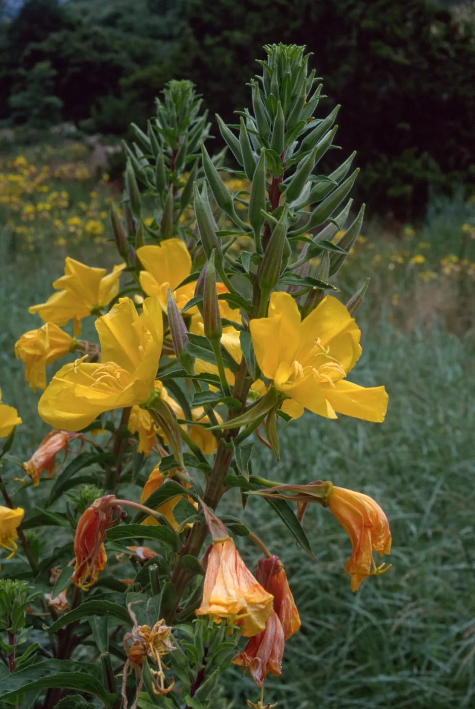 Oenothera elata, SBBG