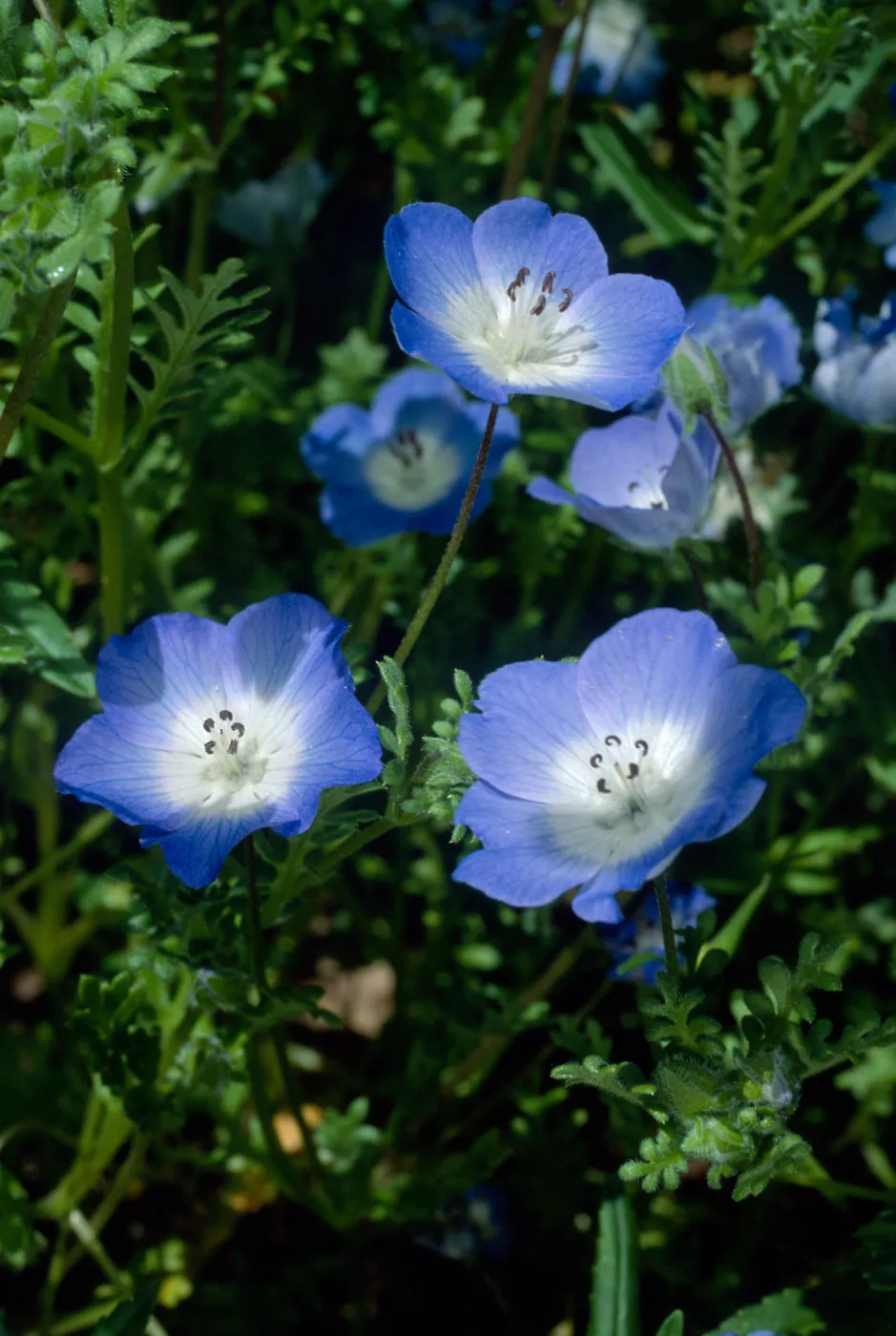 Nemophylla menziesii, SBBG