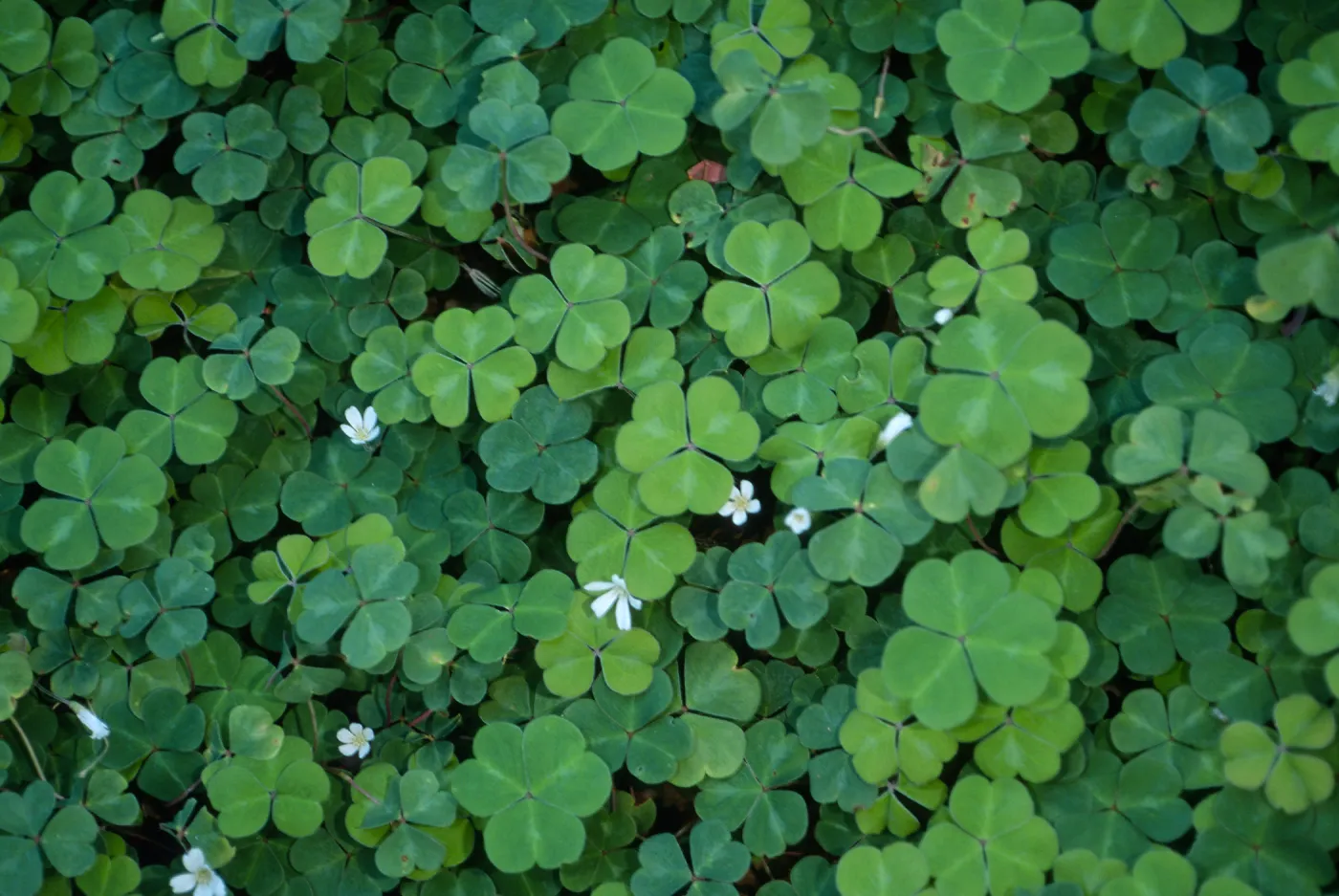 Oxalis oregana, SBBG Arroyo