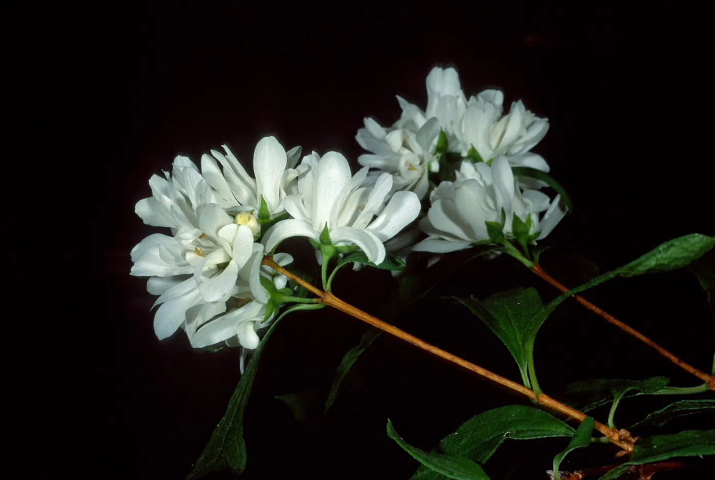 Phidelphus lewisii, SBBG Arroyo