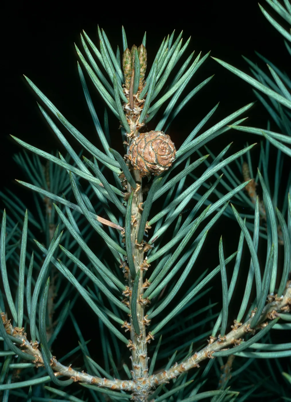 Pinus monophylla, S. of Saline Valley
