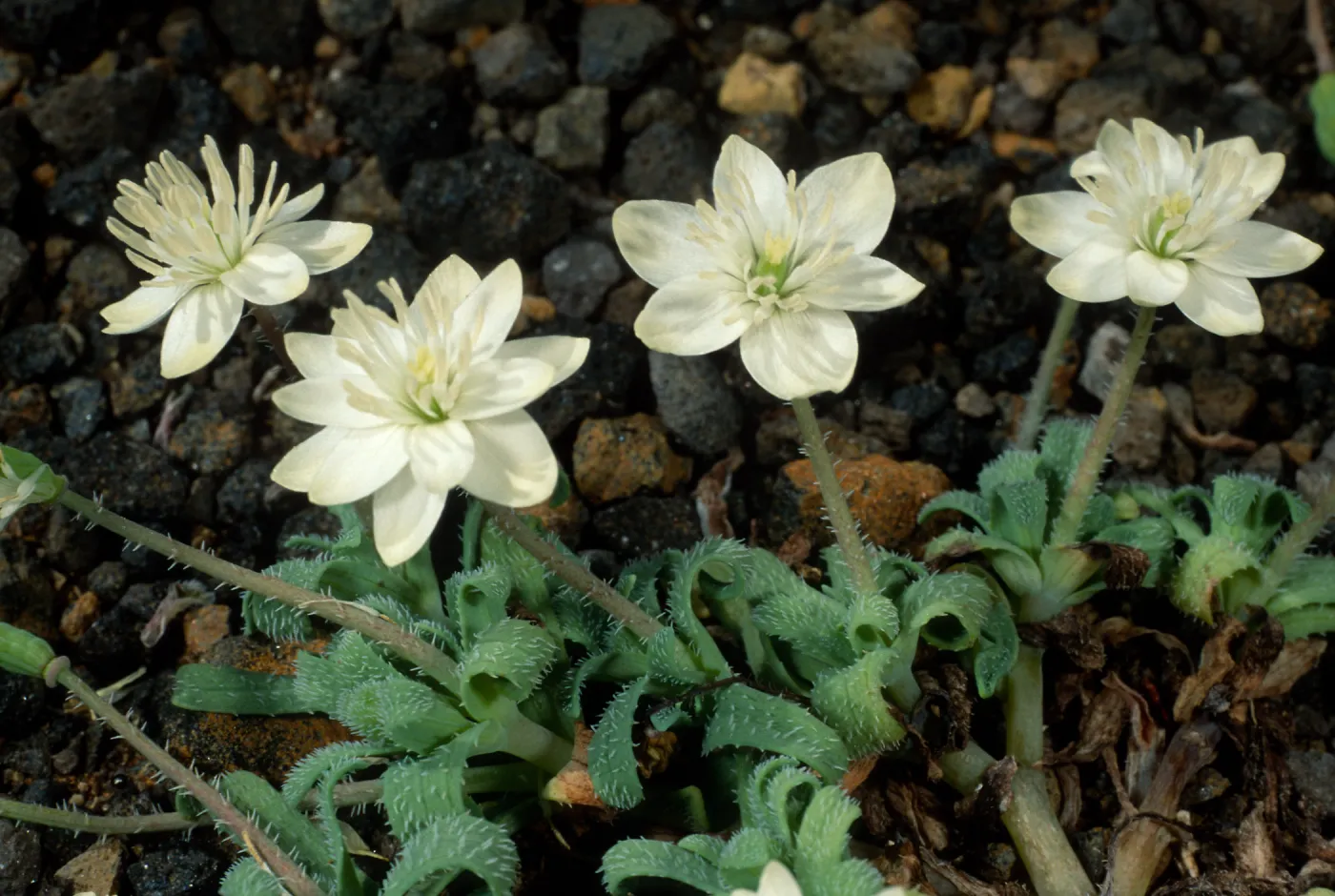 Platystemon califonicus, Cliff Cyn. S. Barbara Isl.