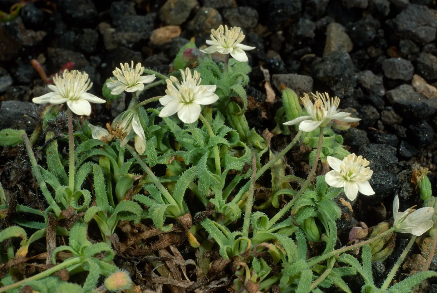 Platystemon califonicus, Cliff Cyn. S. Barbara Isl.