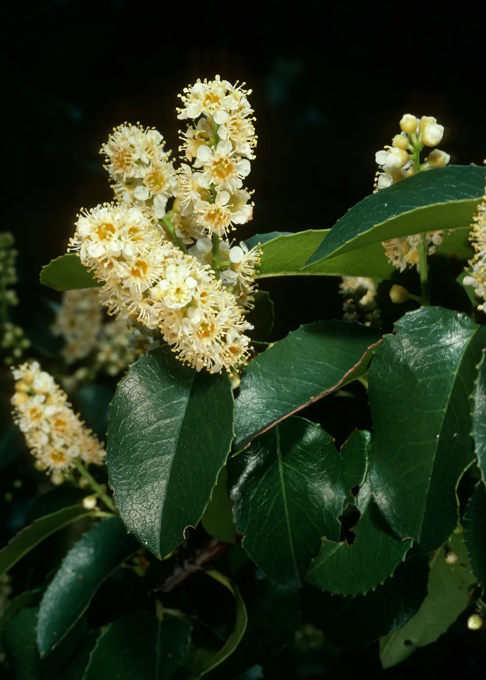 Prunus ilicifolia, Tunnel Trail