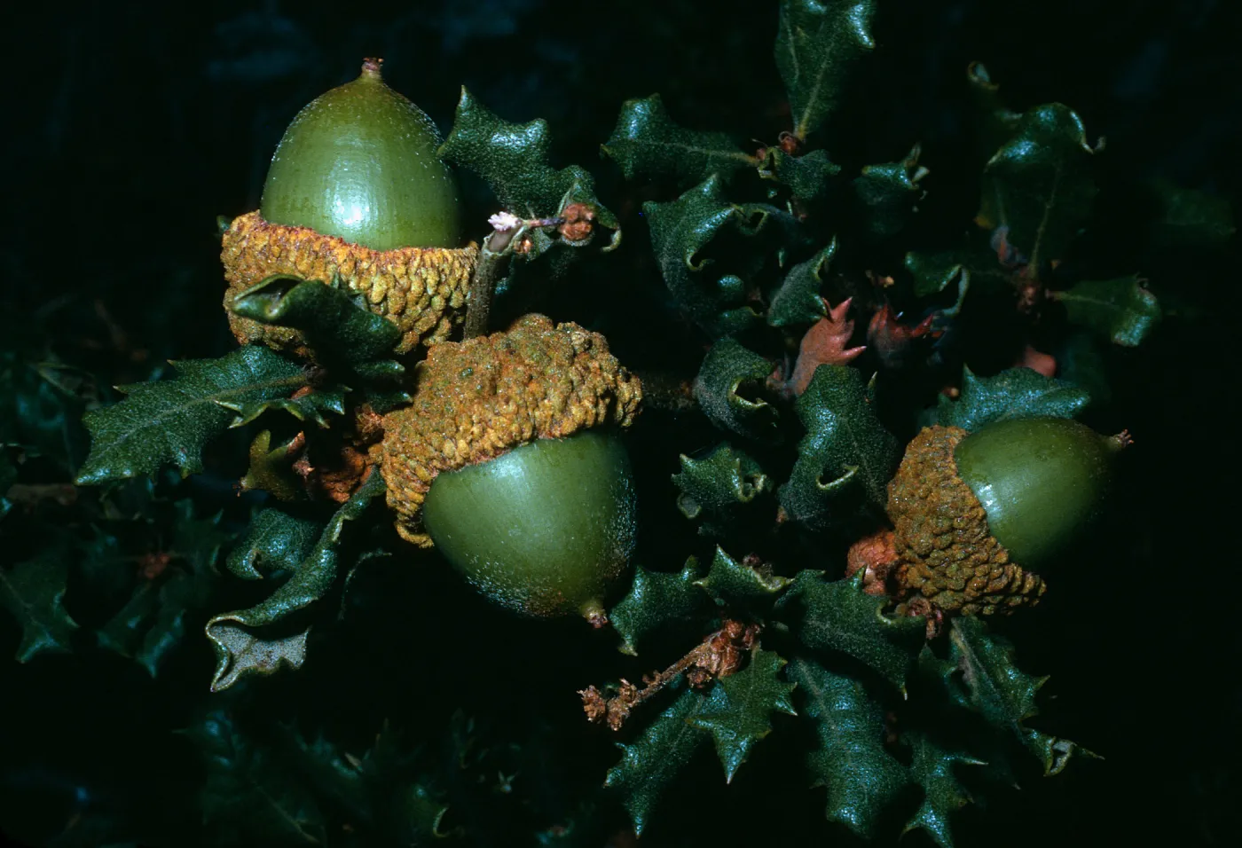Quercus durata, Cuesta Ridge