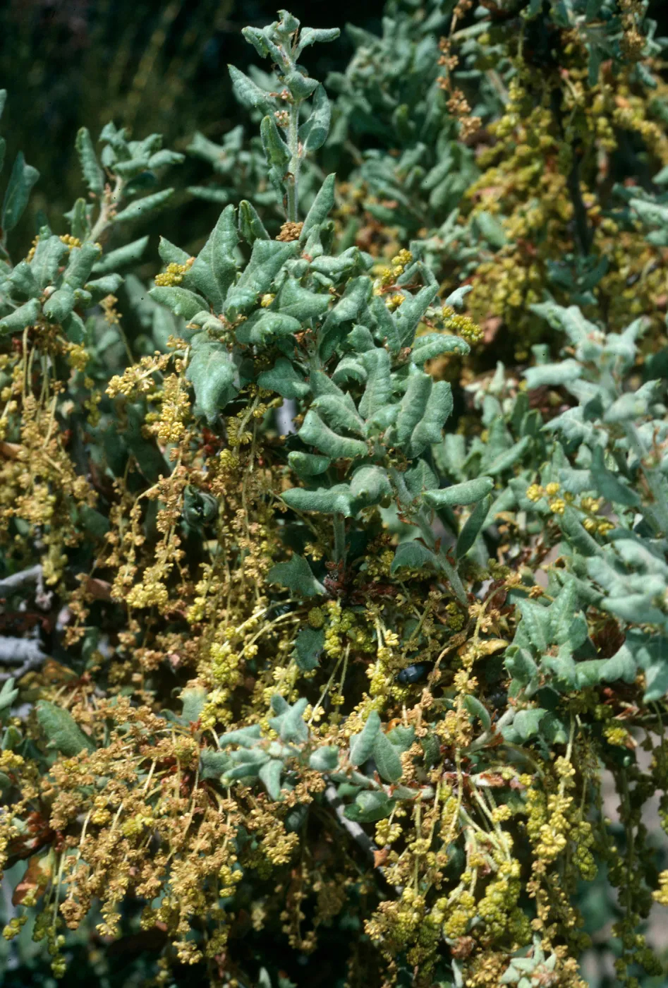 Quercus durata, Cuesta Ridge