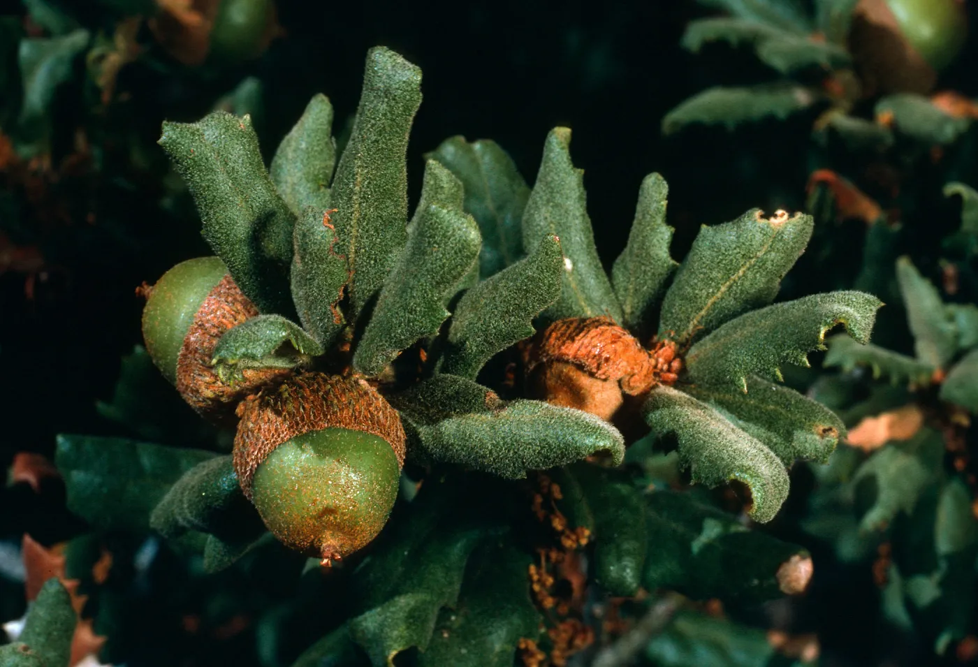 Quercus durata, Cuesta Ridge Botanical Area