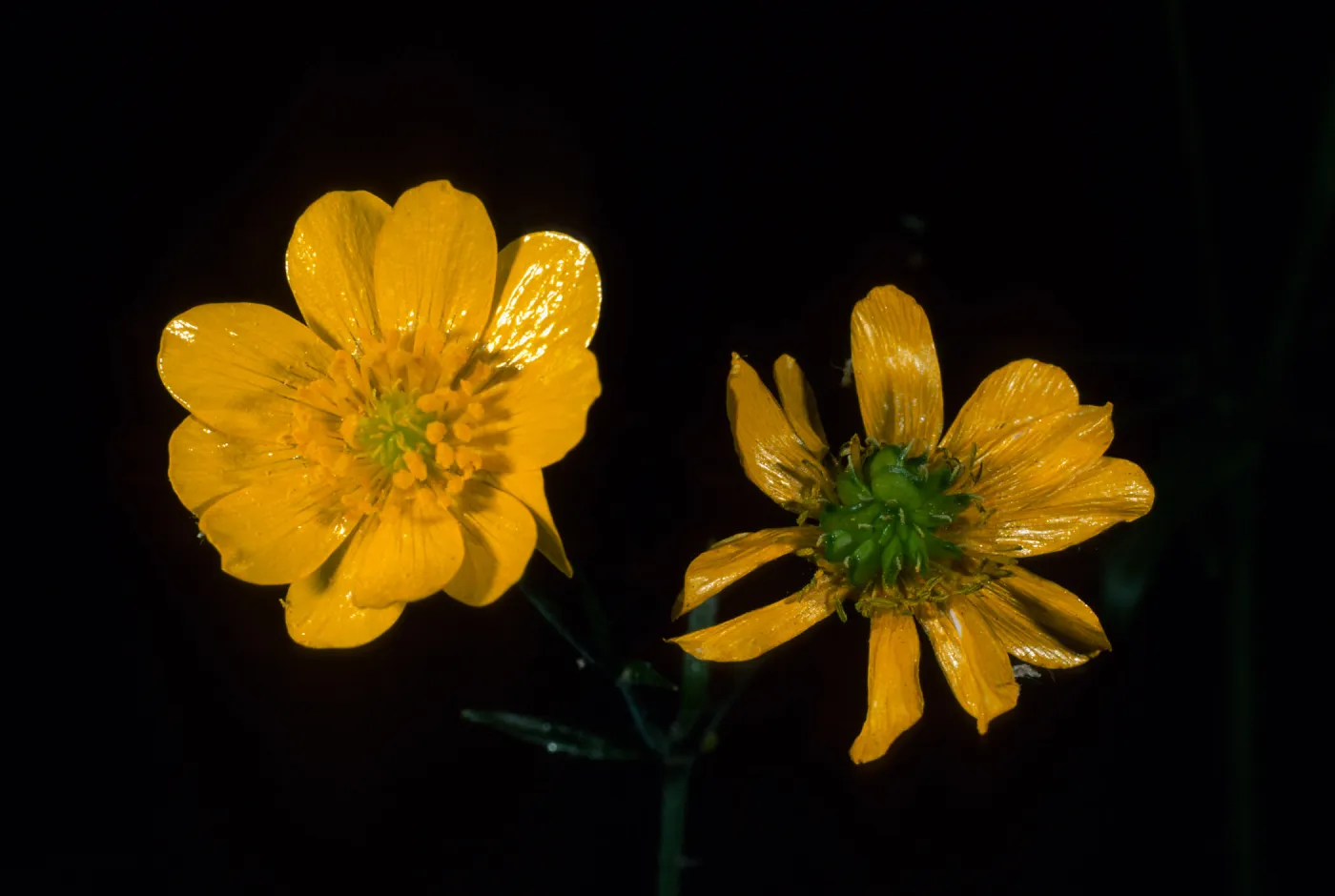 Ranunculus californica, SBBG