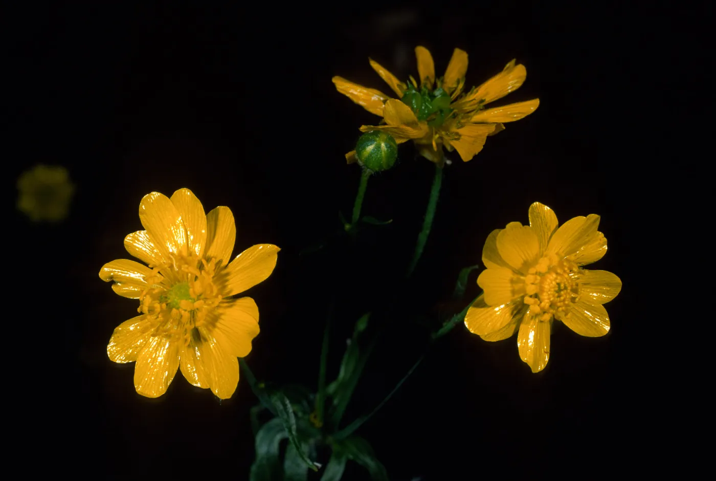 Ranunculus californica, SBBG