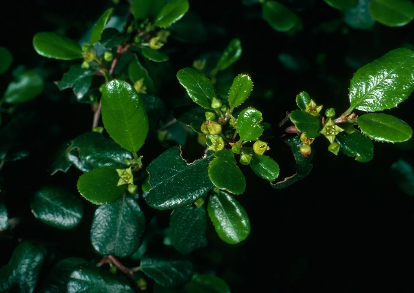 Rhamnus crocea, San Roque Cyn.