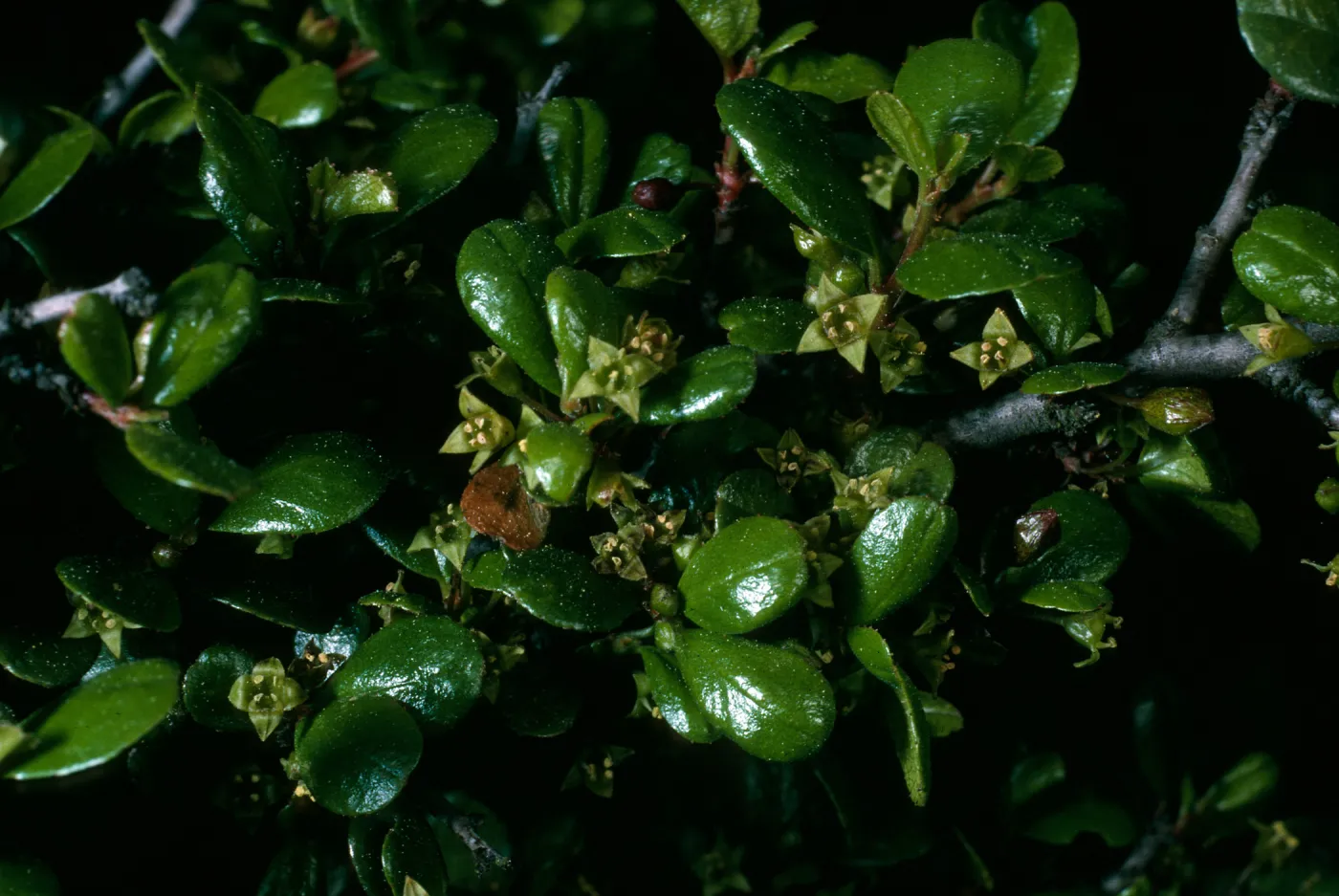 Rhamnus crocea, Calle Poniente SB