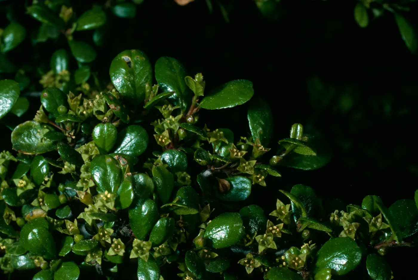Rhamnus crocea, Calle Poniente SB