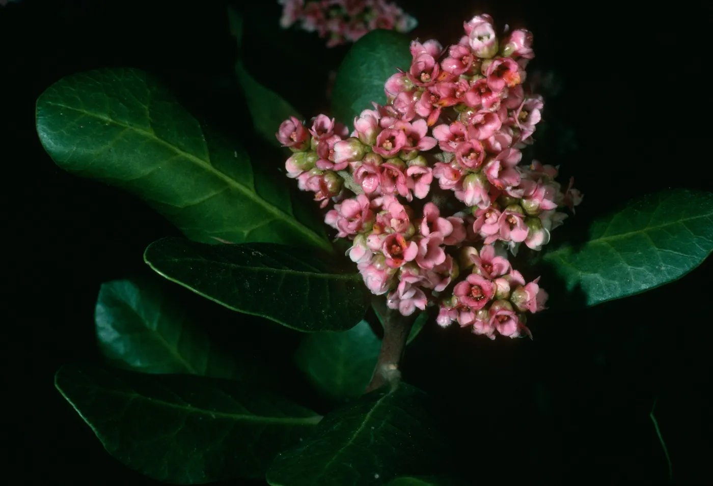 Rhus integrifolia, SBBG