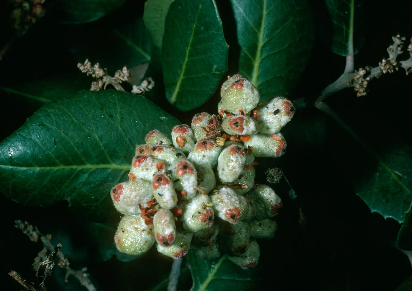 Rhus integrifolia, SBBG