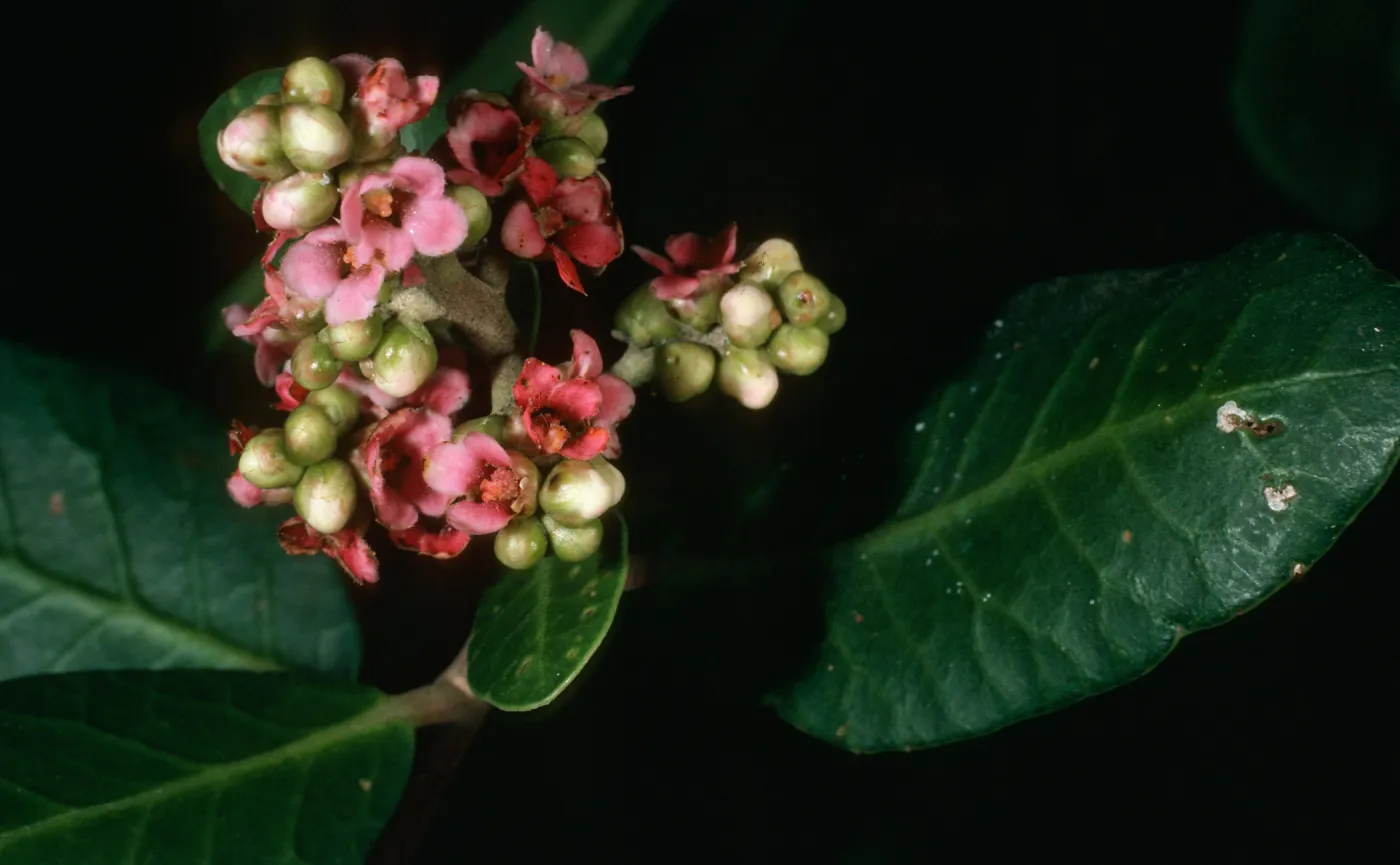 Rhus integrifolia