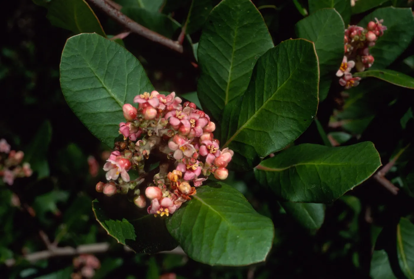 Rhus integrifolia, SBBG