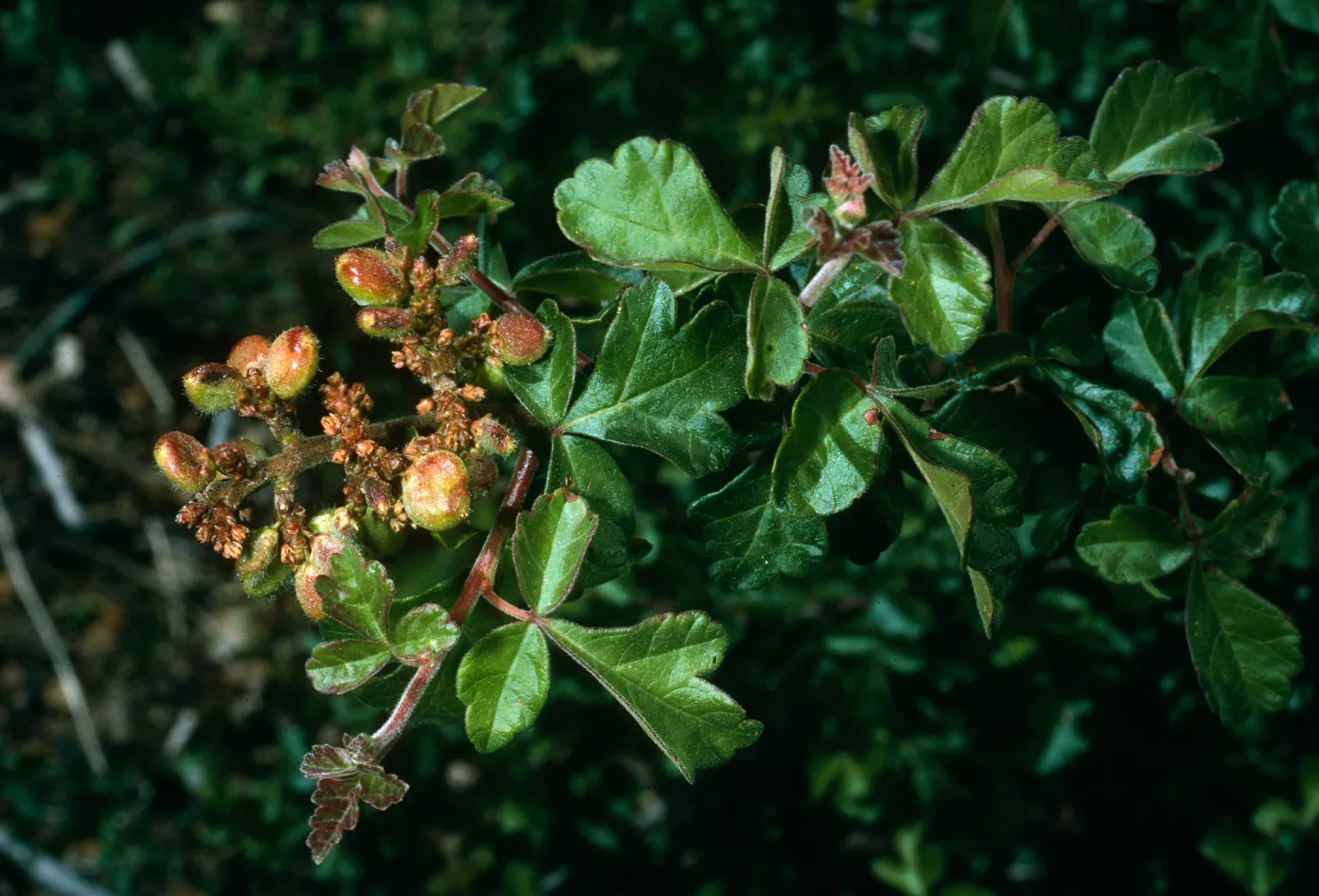 Rhus trilobata, Hwy. 33, Ventura Co.