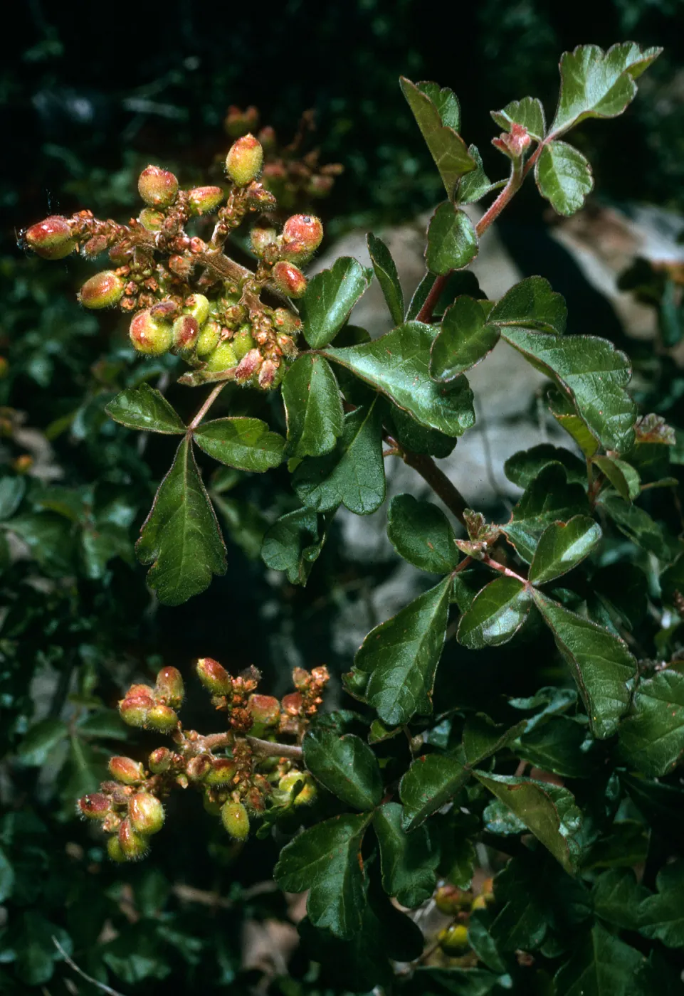 Rhus trilobata, Hwy. 33, Ventura Co.