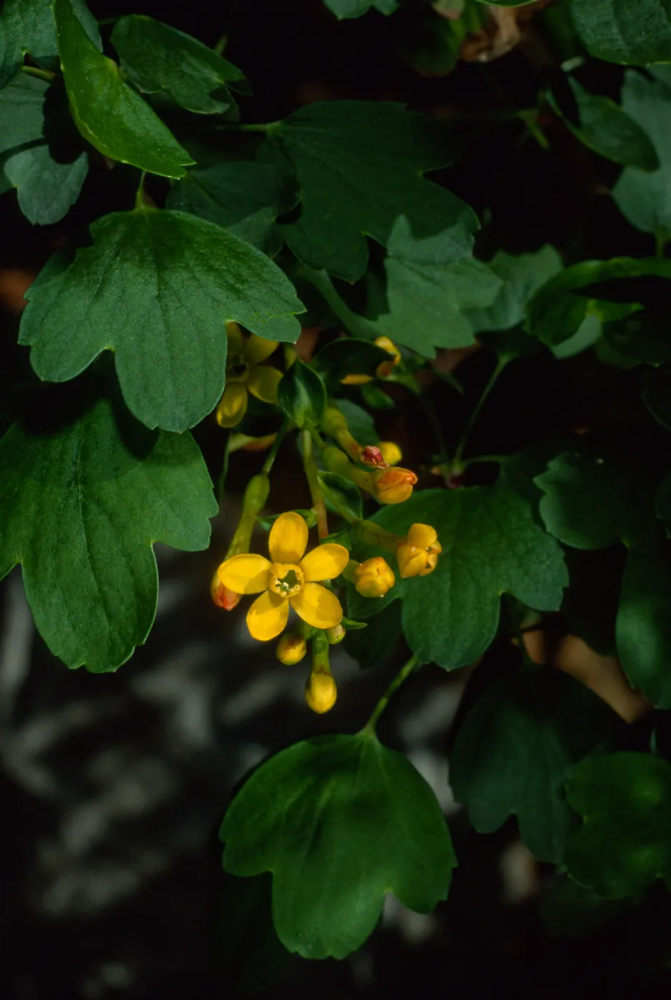 Ribes aureum, SBBG