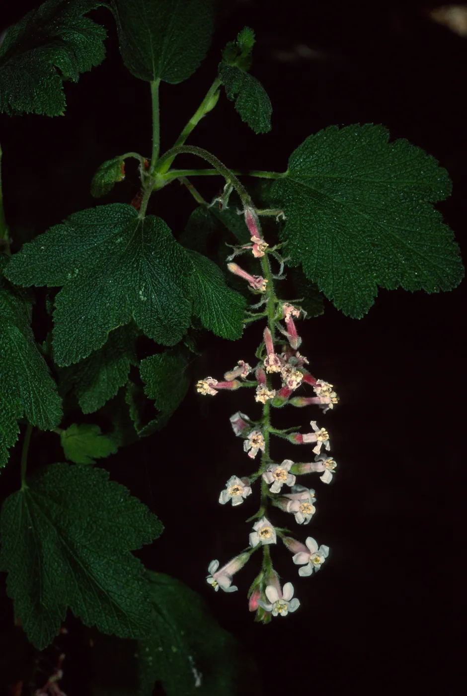 Ribes 'Dancing Tassels', SBBG