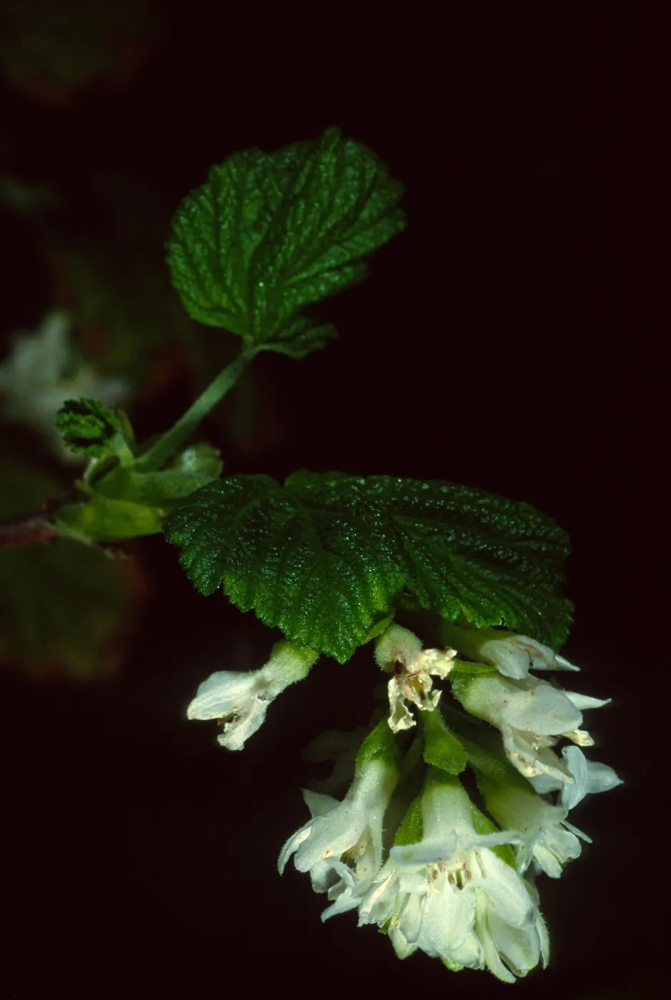 Ribes 'Inverness White', SBBG