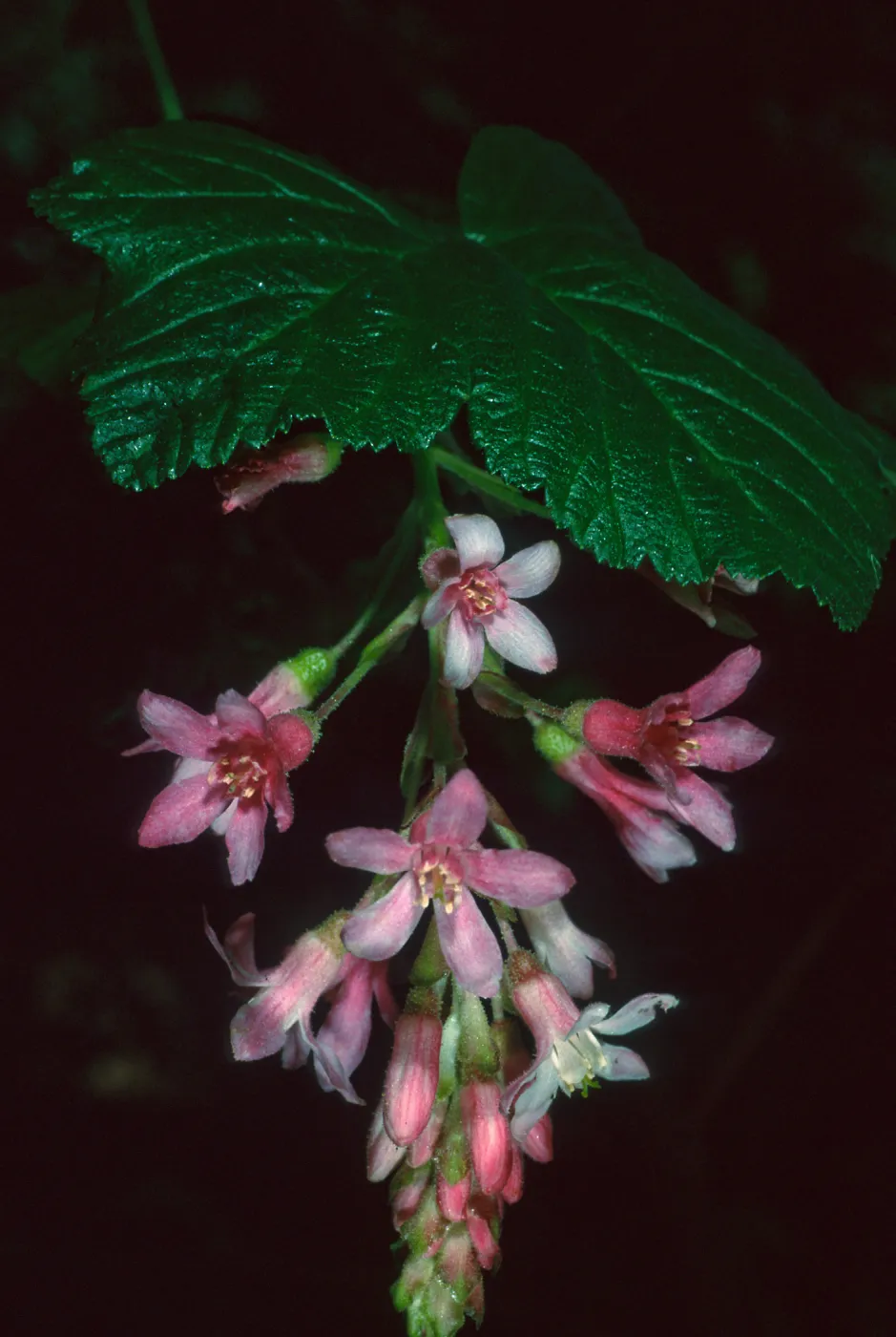 Ribes sanguineum v. glutinosum, SBBG