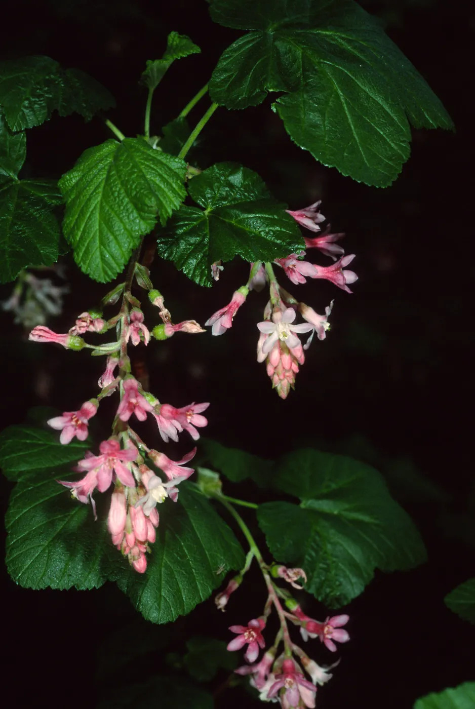 Ribes sanguineum v.glutinosum, SBBG
