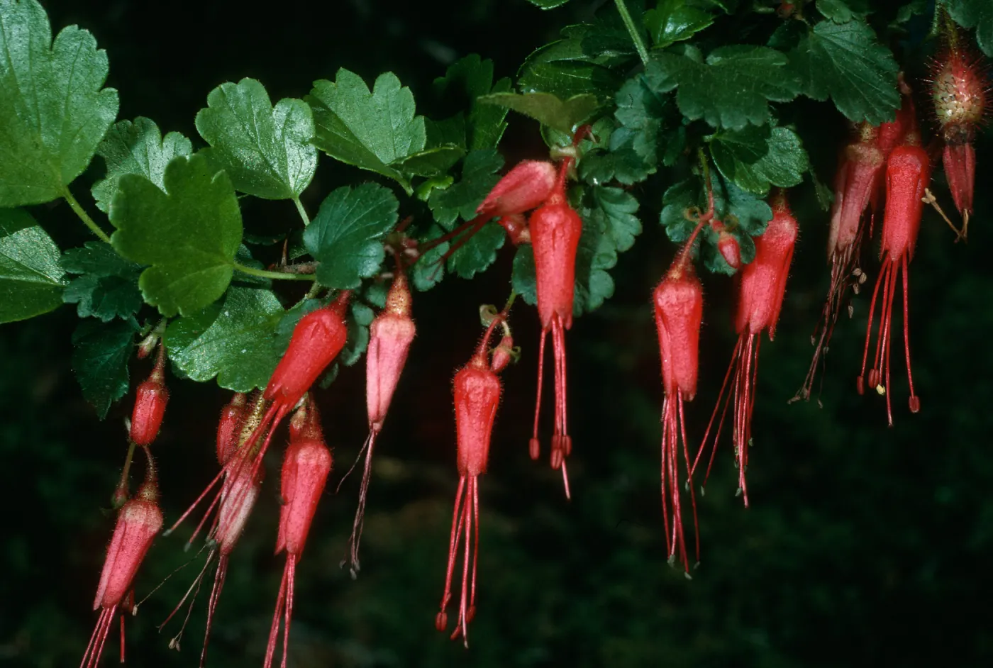 Ribes speciosum, SBBG