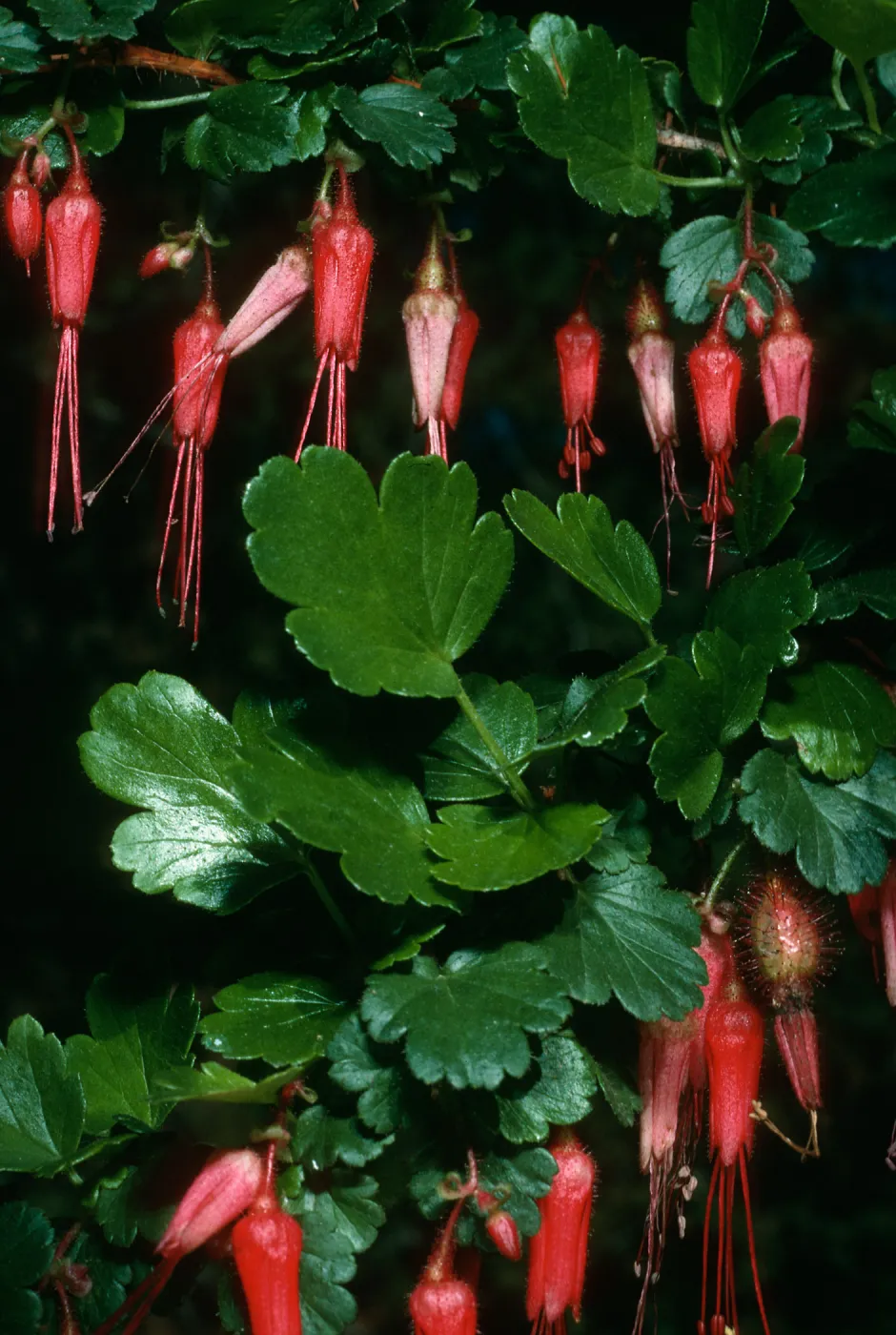 Ribes speciosum, SBBG