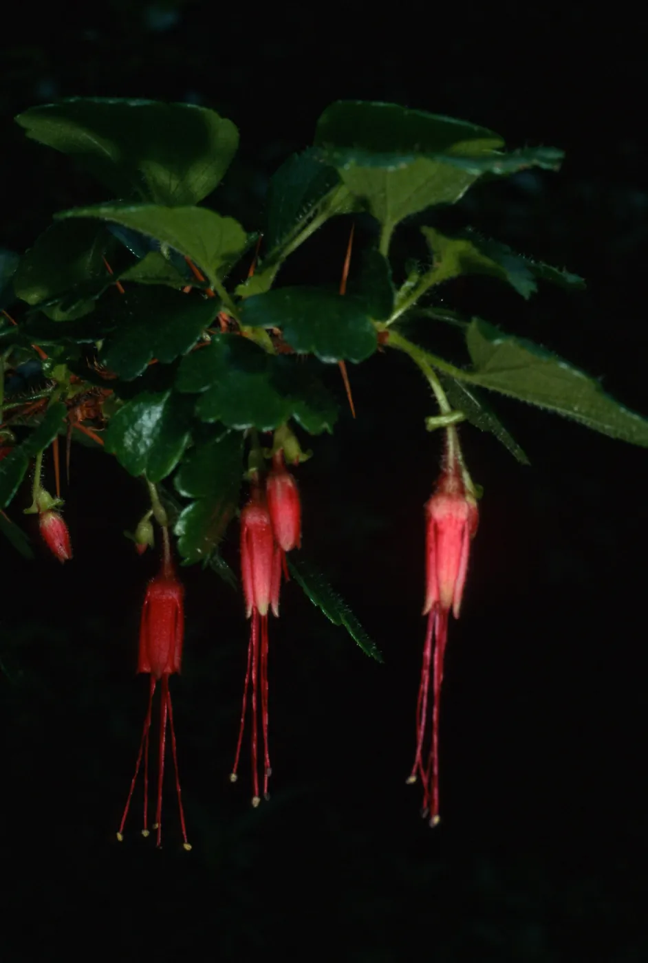 Ribes speciosum, SBBG