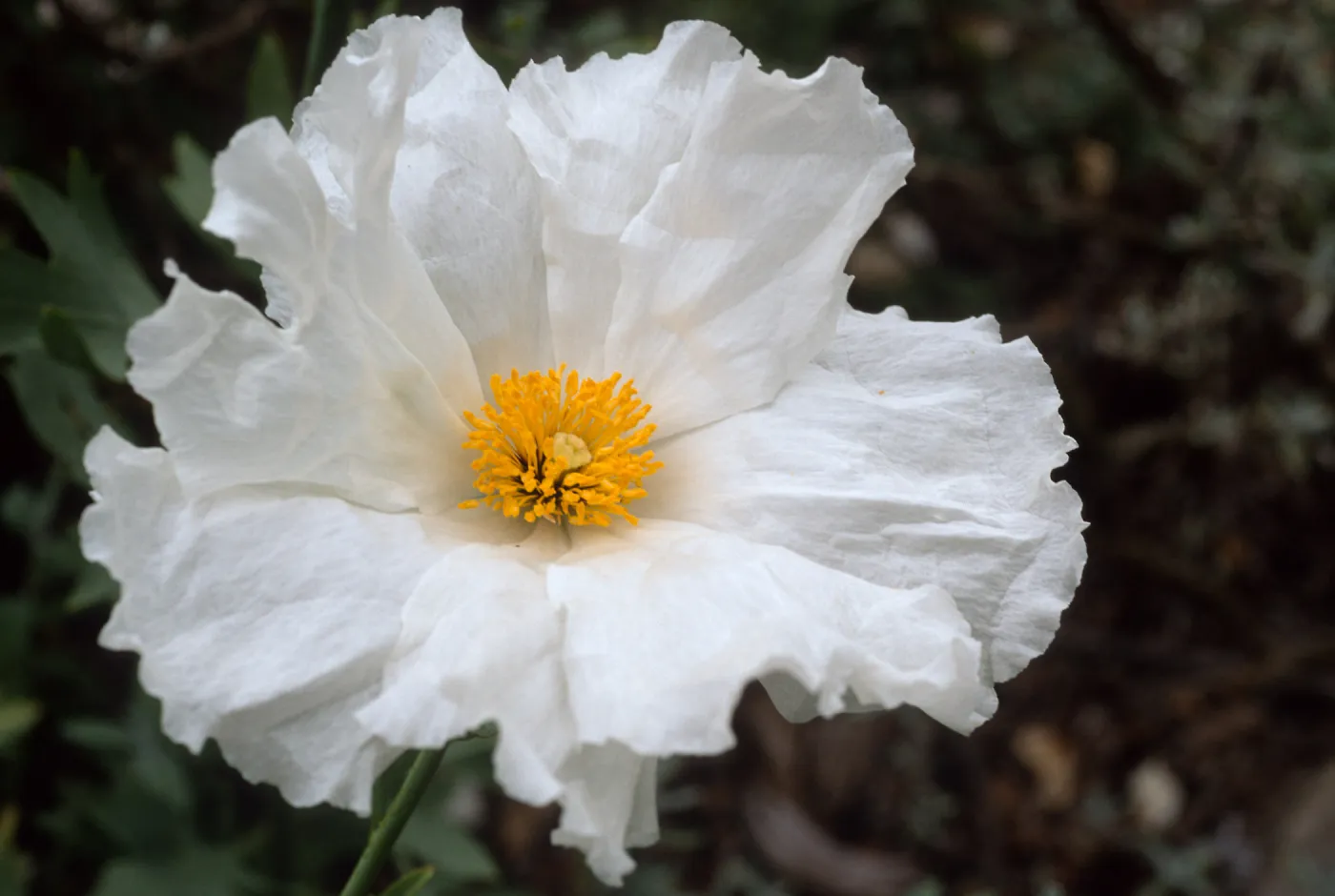 Romneya coulteri, SBBG