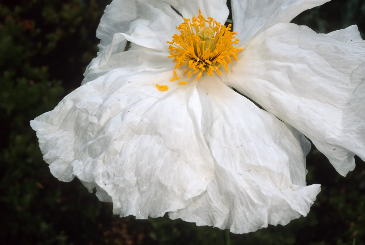 Romneya coulteri, SBBG