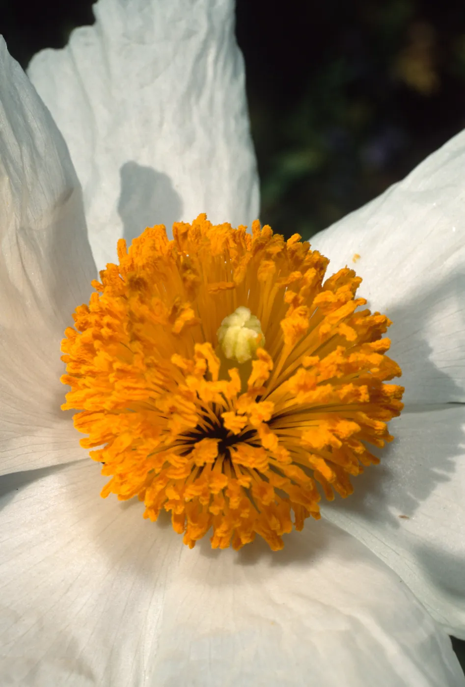 Romneya coulteri, SBBG