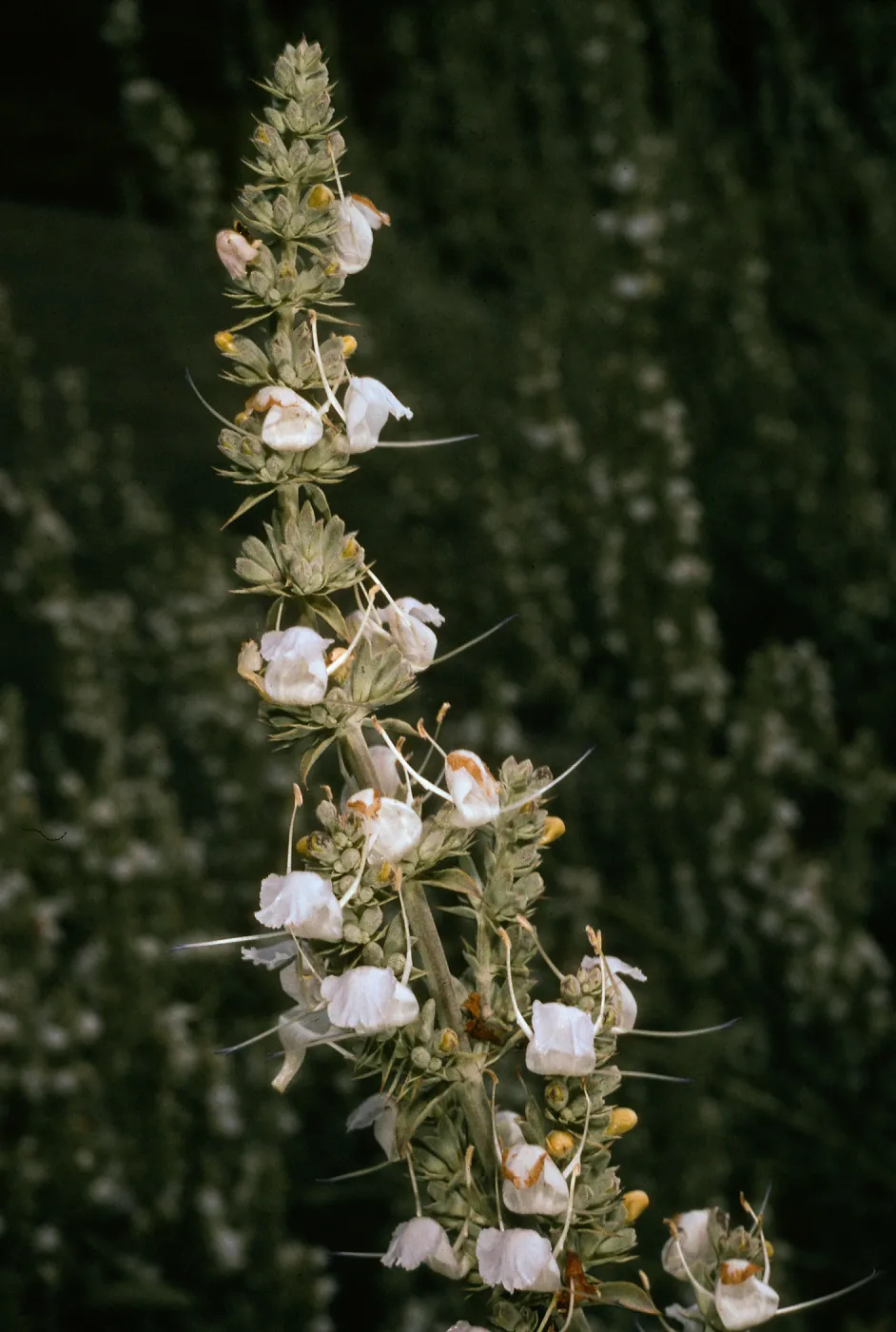 Salvia apiana (White Sage), Rancho Santa Ana Bot. Garden