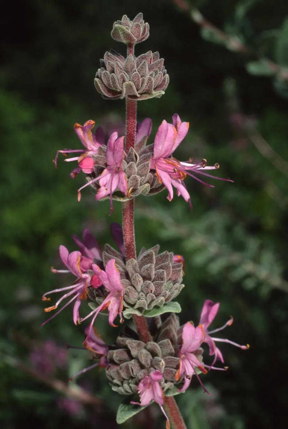 Salvia leucophylla (Purple Sage)
