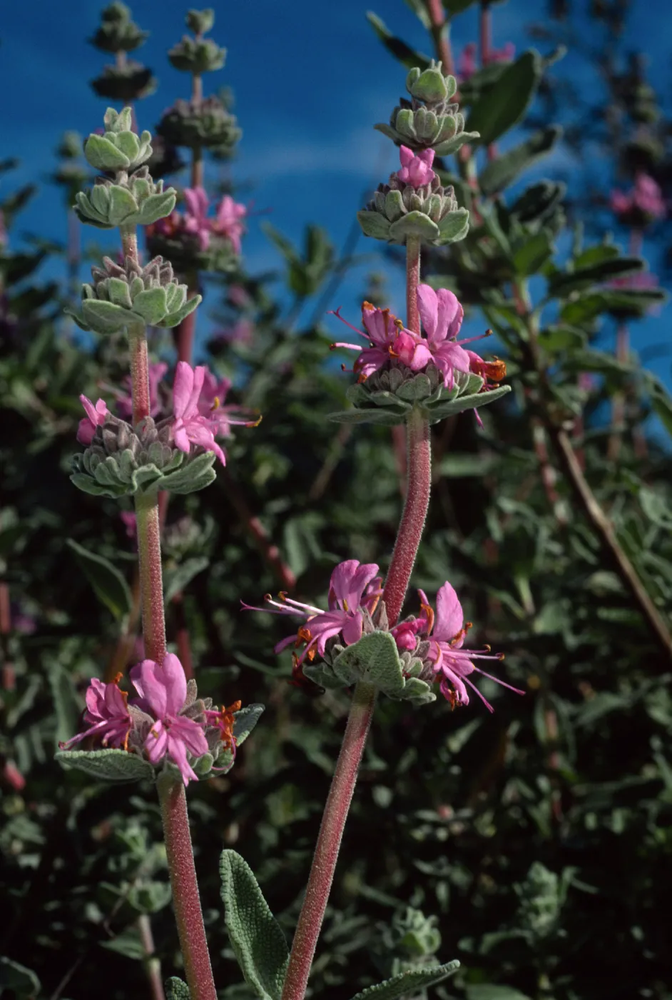 Salvia leucophylla (Purple Sage), SBBG