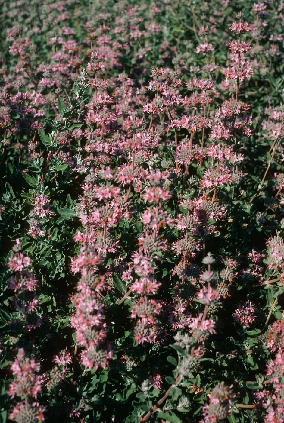 Salvia leucophylla (Purple Sage) Pt. Sal