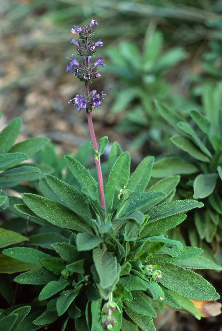 Salvia 'Terra Seca', SBBG