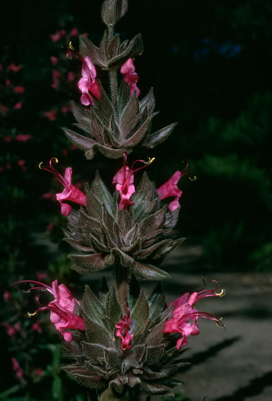 Salvia spathacea (California Hummingbird Sage),, SBBG