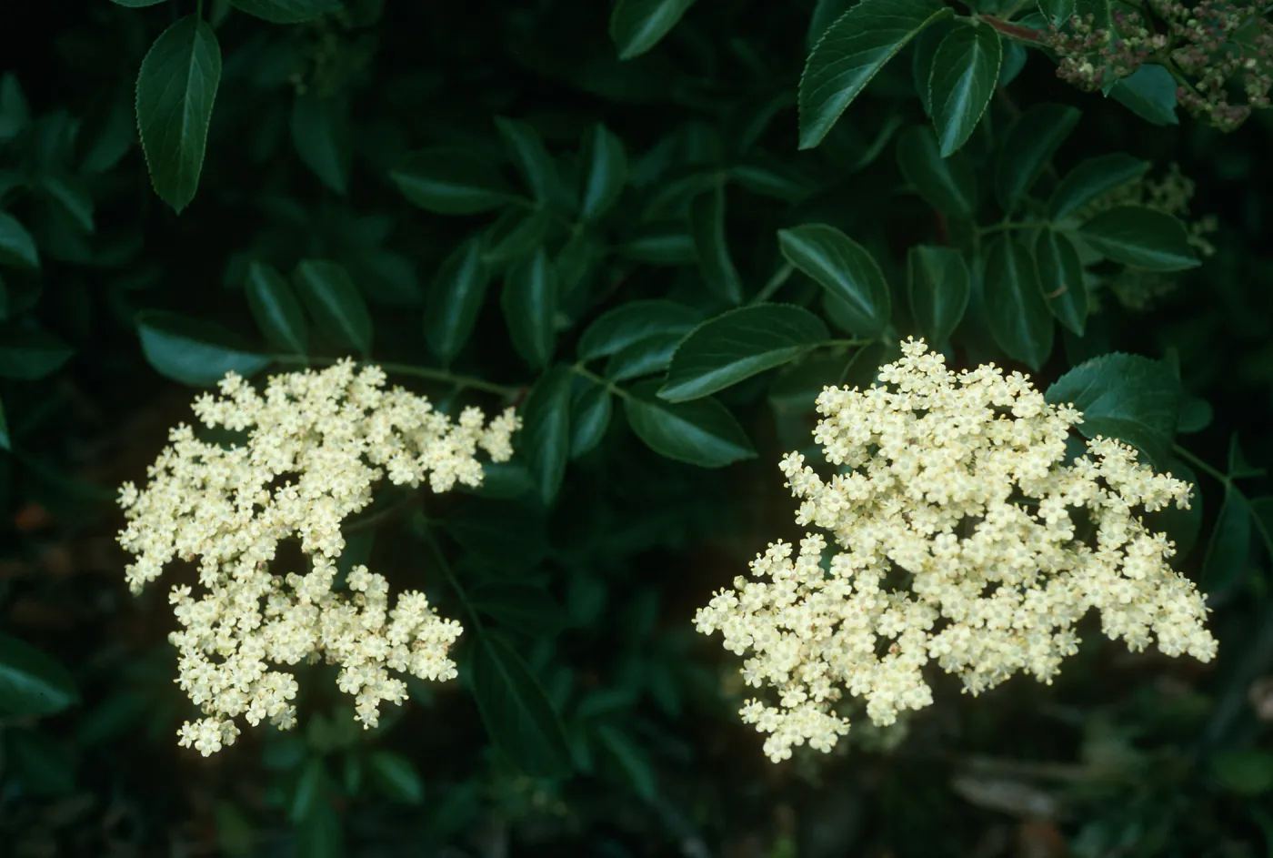 Sambucus mexicana, Calle Poniente