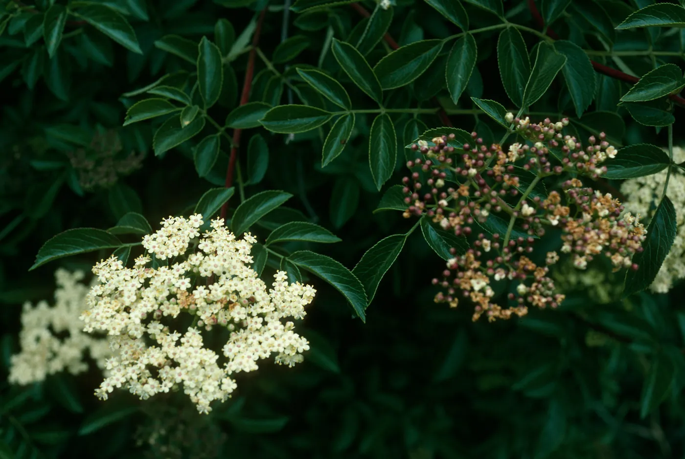Sambucus mexicana,Calle Poniente, SB