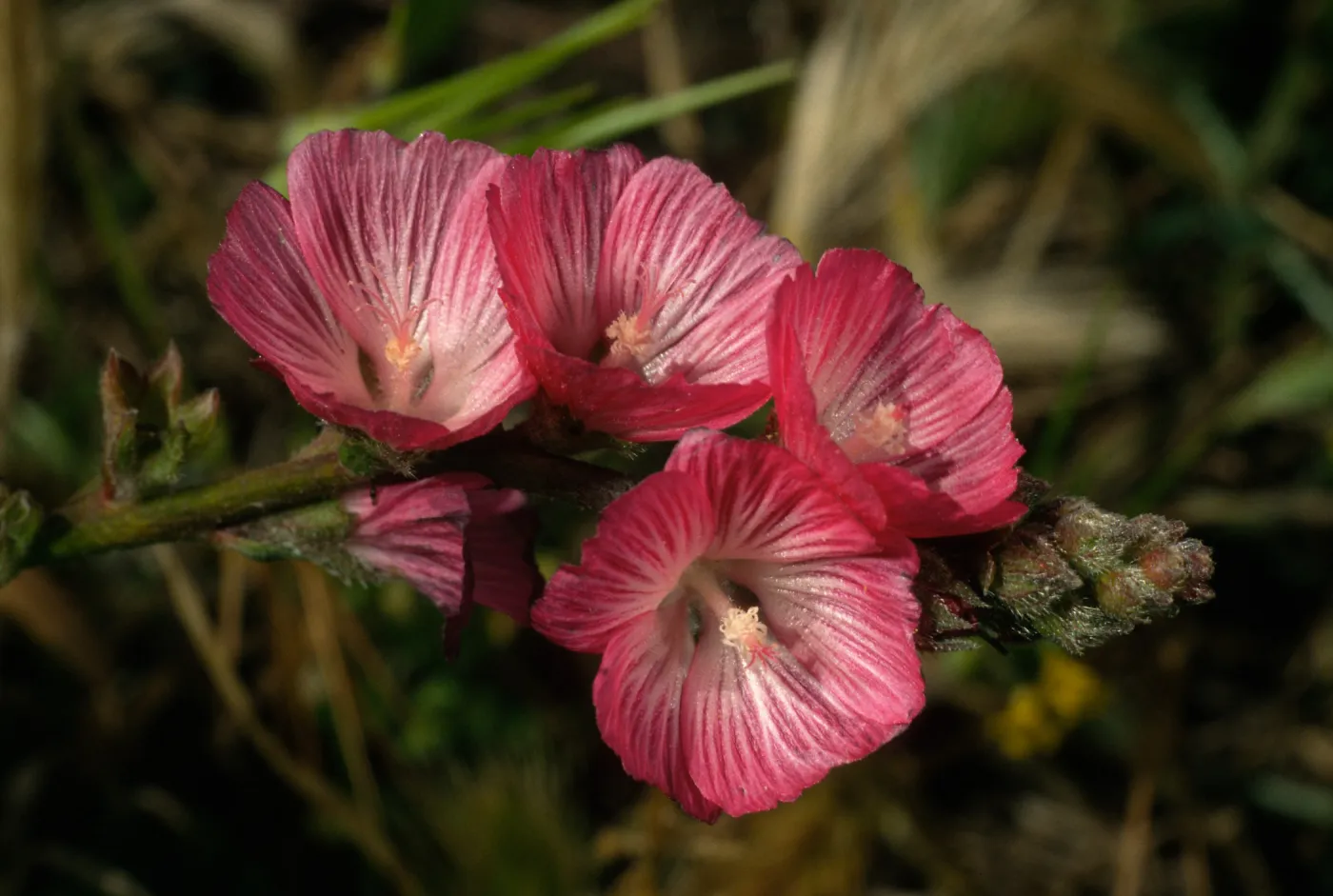 Sidalcea malviflora, Carrington Point, S. Rosa Isl.