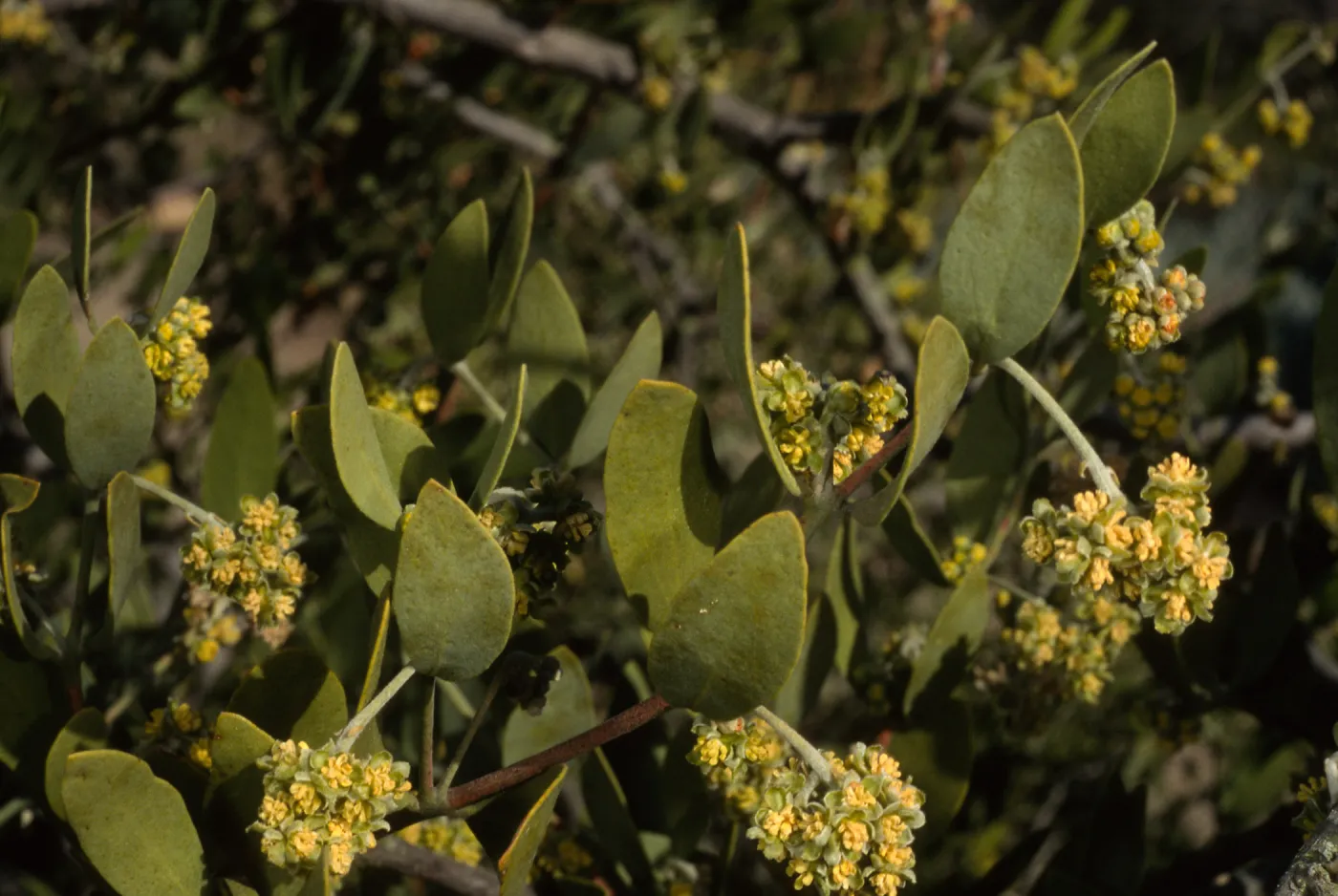Simmondsia chinensis, SBBG