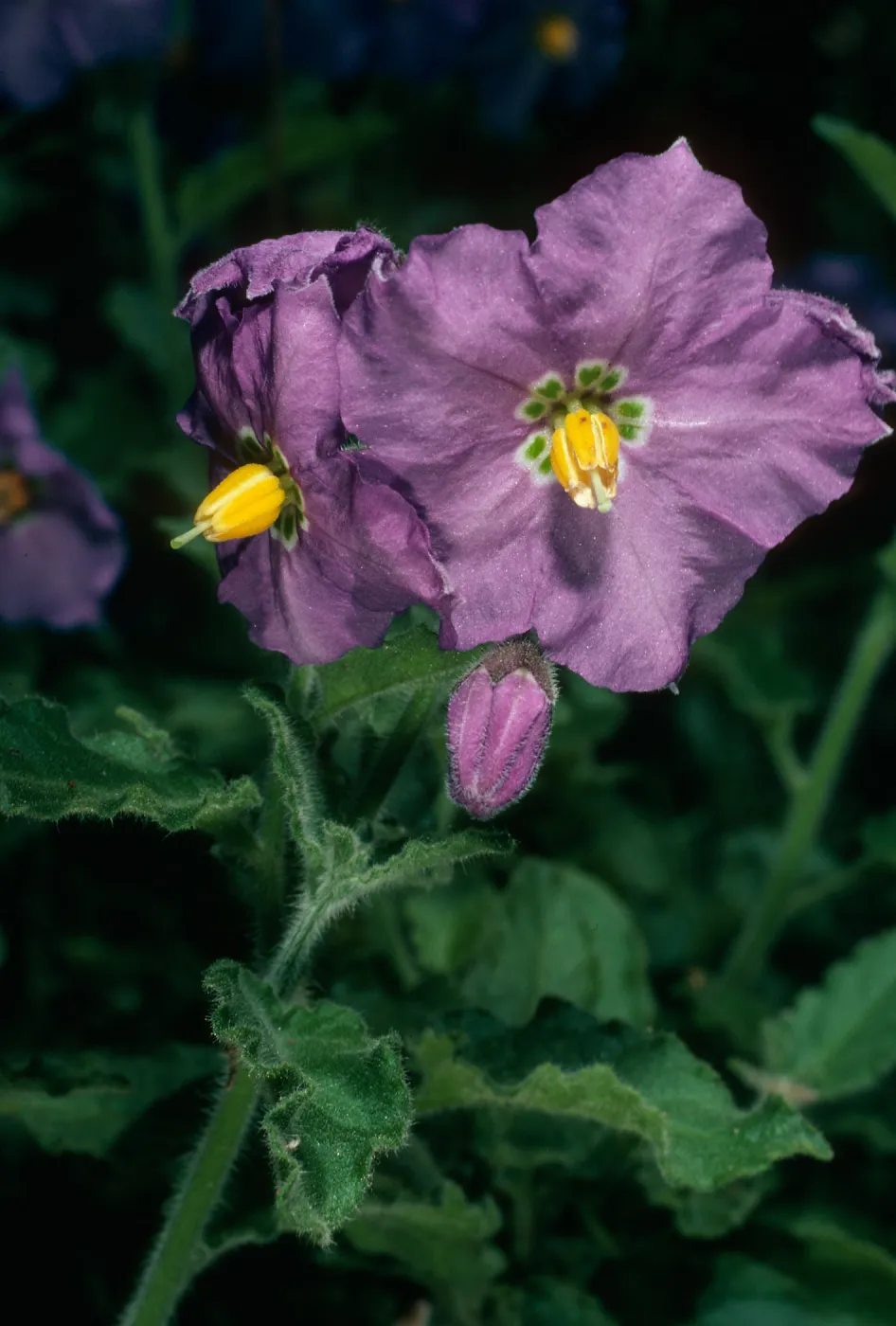 Solanum xanti, San Roque Cyn. SB