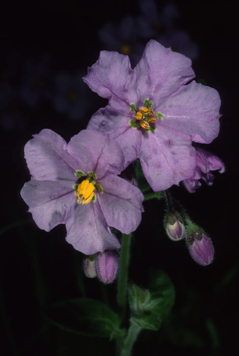Solanum xanti, Tunnel Trail