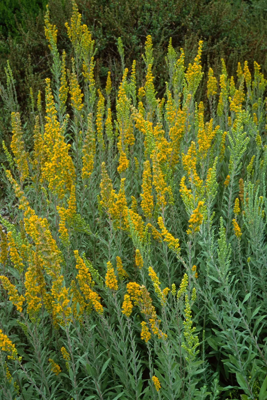 Solidago californica, SBBG