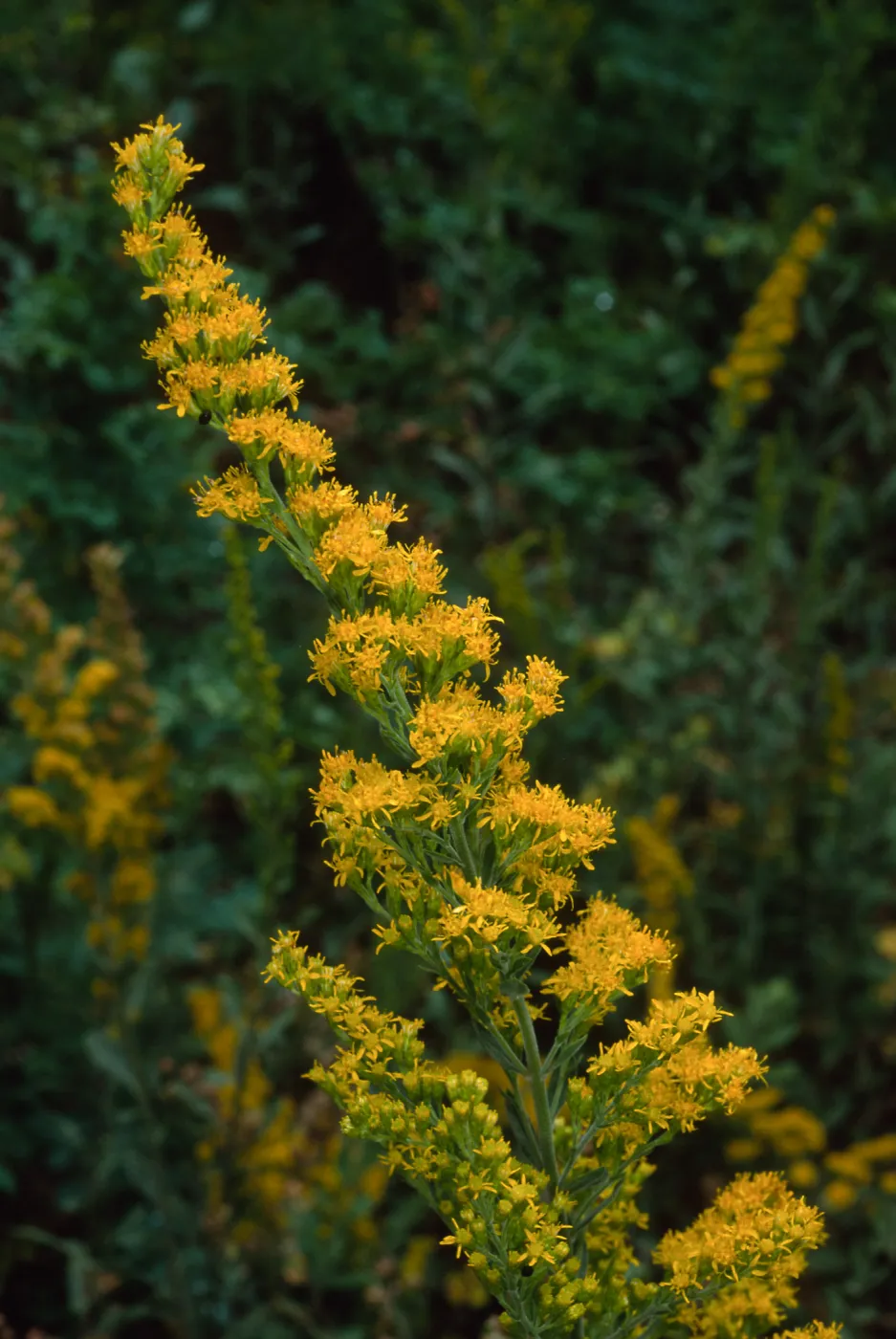 Solidago californica, SBBG